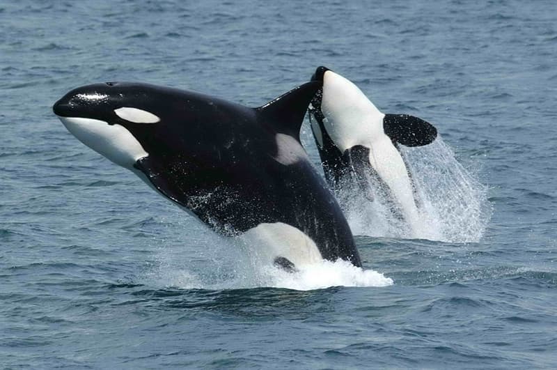 Nature Trivia Question: How many teeth does a Killer Whale (Orca) have?
