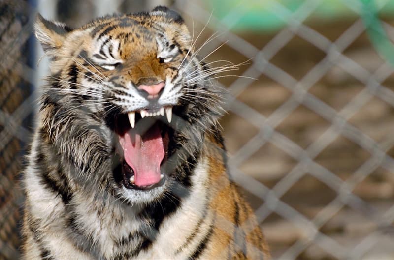 Природа Вопрос: Являются ли зебры объектами охоты для тигров в дикой природе?