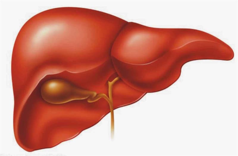 Science Trivia Question: Is the liver a gland and/or an organ?