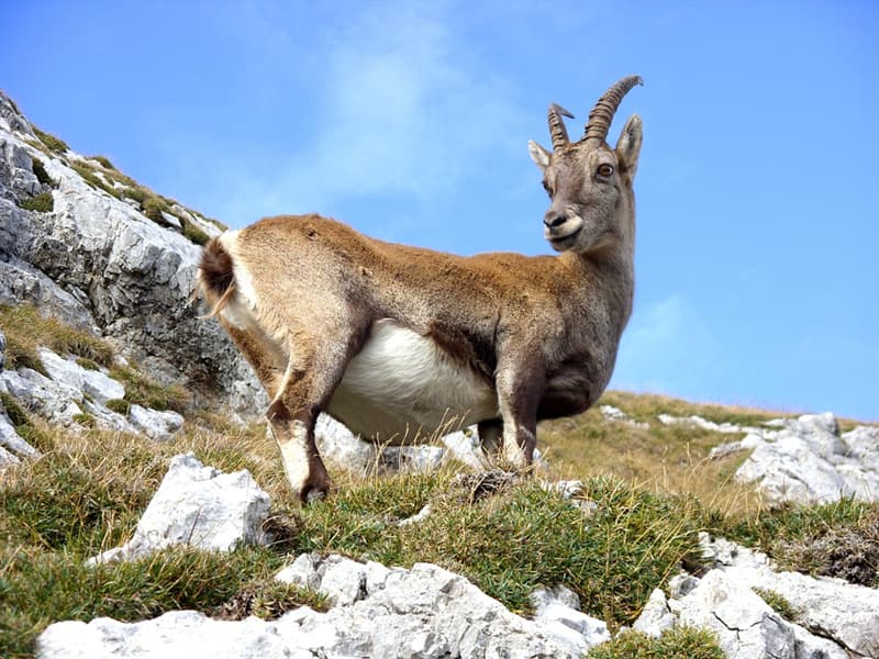 Nature Trivia Question: Is the Pyrenean ibex extinct?