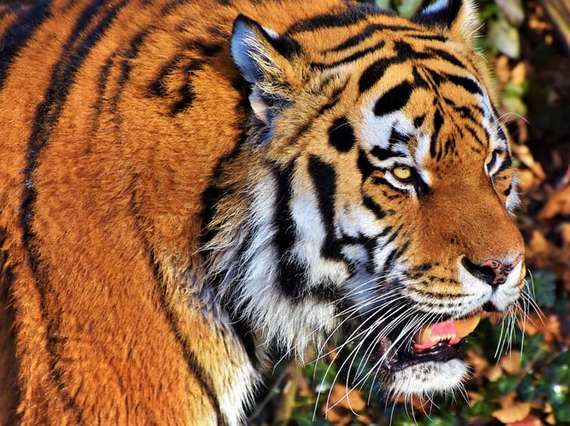 Наука Вопрос: Как называется второе поколение гибрида от скрещивания льва с тигром?