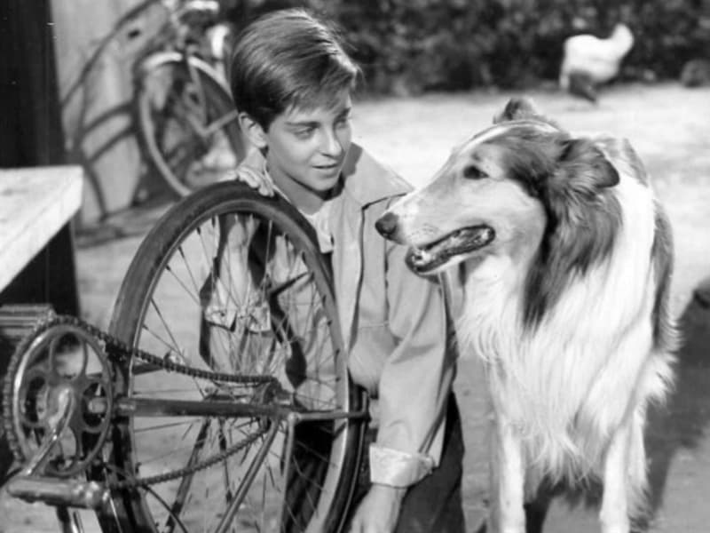 Cultura Domande: Di che razza era il cane Lassie?