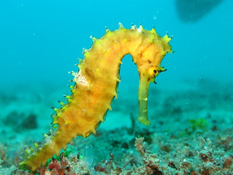Nature Trivia Question: What is a baby seahorse called?