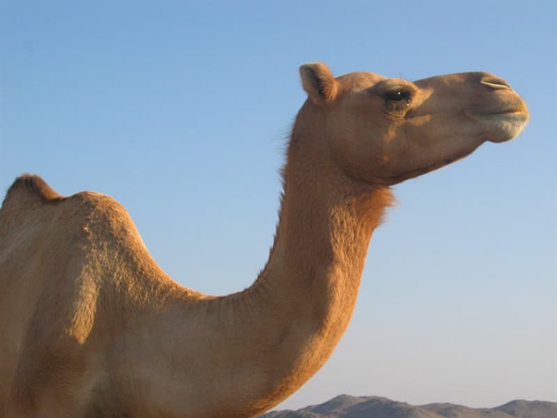 Kultur Wissensfrage: Woher stammt das Wort Kamel?