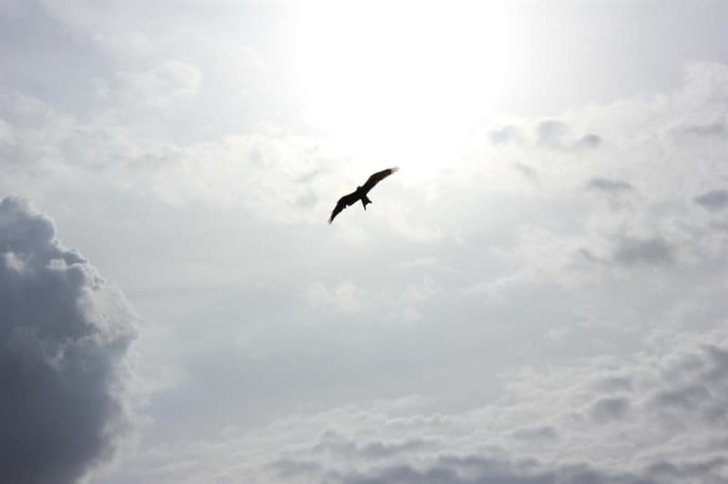 Nature Trivia Question: Which bird in nature flies at the highest elevations?