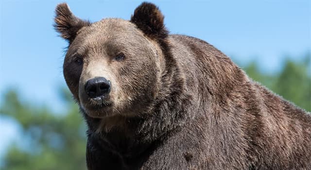 Nature Question: Quelle est la plus grande sous-espèce d'ours brun ?