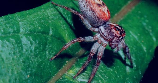 Природа Вопрос: Какой самый большой паук в мире по массе?
