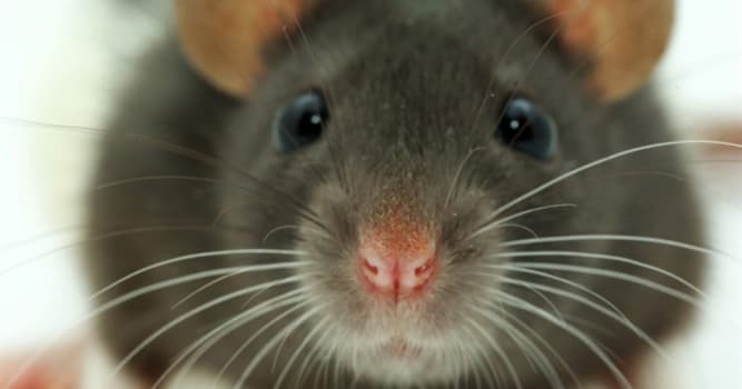 Nature Trivia Question: Which animal is smaller than a mouse at birth?