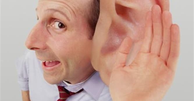 Наука Вопрос: Какая функция, кроме слуха, возложена на наши уши?