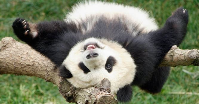Nature Trivia Question: What do giant pandas mainly eat?