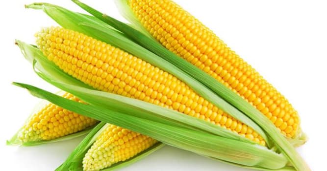 Наука Вопрос: Кукуруза с научной точки зрения - фрукт или овощ?