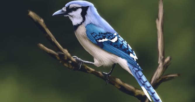 Geography Trivia Question: Can you name this bird?