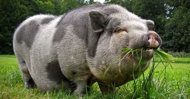 Geography Trivia Question: Is it physically possible for pigs to look up into the sky in the standing position?