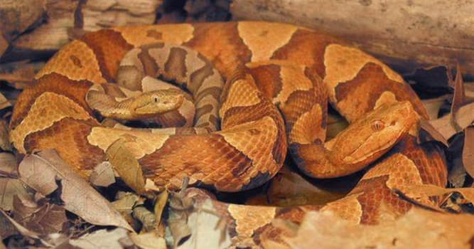 Nature Trivia Question: Is it true that pit vipers and boa constrictors clone themselves?