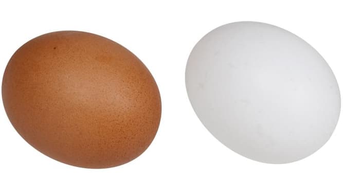 Nature Trivia Question: Organic eggs come from chickens that have access to the outdoors.