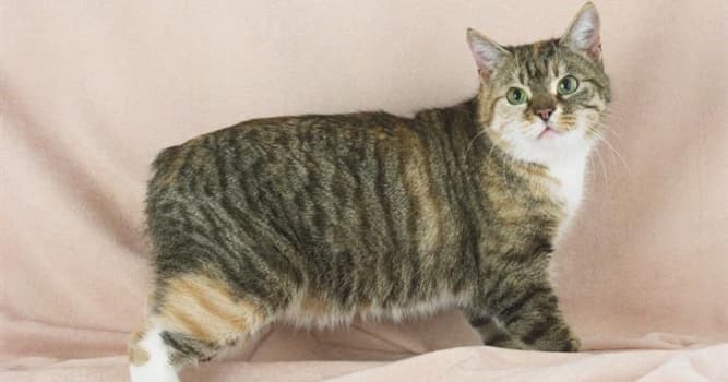 History Trivia Question: The Manx cat is a breed of domestic cat that originates from where?