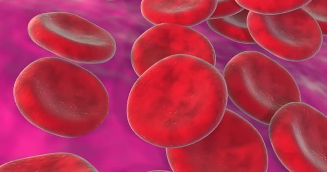 Science Trivia Question: What is the main function of red blood cells?