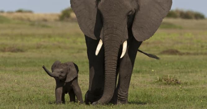 Geography Trivia Question: What is the primary reason African elephants have such large ears?