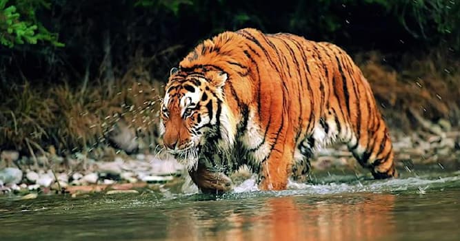Природа Вопрос: Какой подвид тигра является самым крупным из всех?