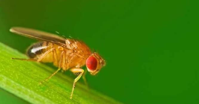 Nature Trivia Question: Is a fruit fly's sperm longer than a man's?