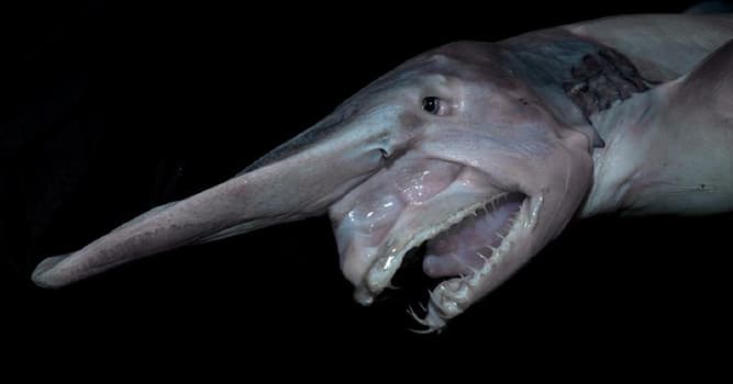Nature Trivia Question: Name the animal in the picture.