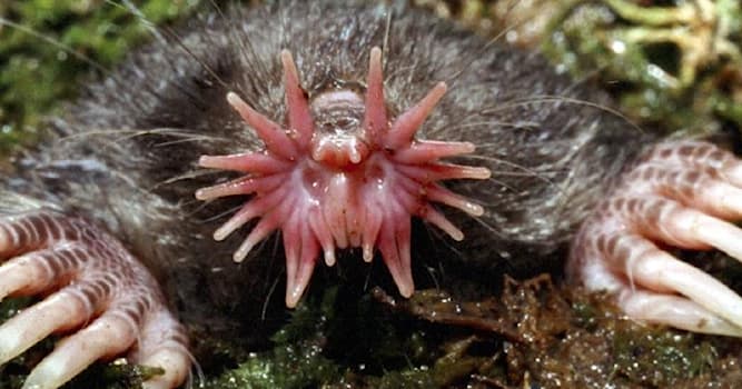 Nature Trivia Question: What animal is this?