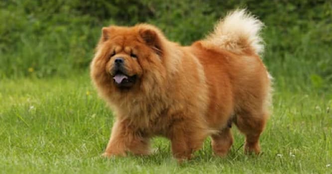 Nature Trivia Question: What dog breed is this?