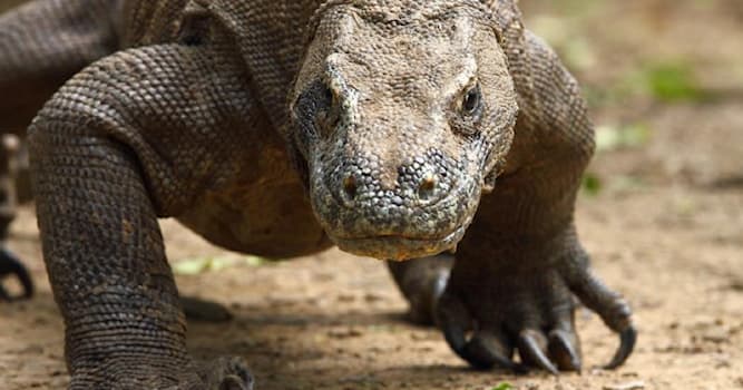 Nature Trivia Question: What is the heaviest lizard on Earth?