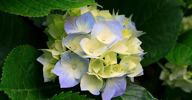Nature Trivia Question: What plant is this?