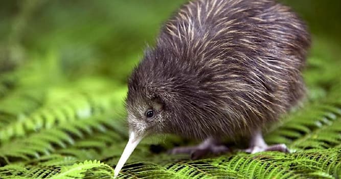 Nature Trivia Question: Where do Kiwis come from?