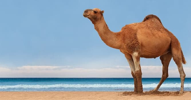 Nature Trivia Question: Which animal can go longer than a camel without water?
