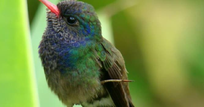 Nature Trivia Question: Which is the smallest bird?
