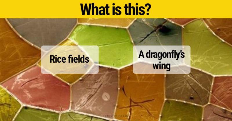 IQ Quiz Test: You’ll never guess what you’re seeing in these amazing photos
