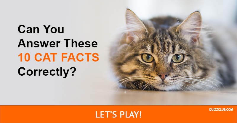 animals Quiz Test: Only True Cat Lovers Can Answer These 10 Cat Facts Correctly