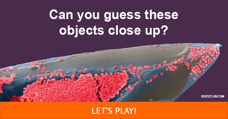 funny Quiz Test: Can you identify these everyday objects extremely close up?