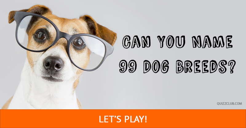 animals Quiz Test: Can You Name 99 Dog Breeds?