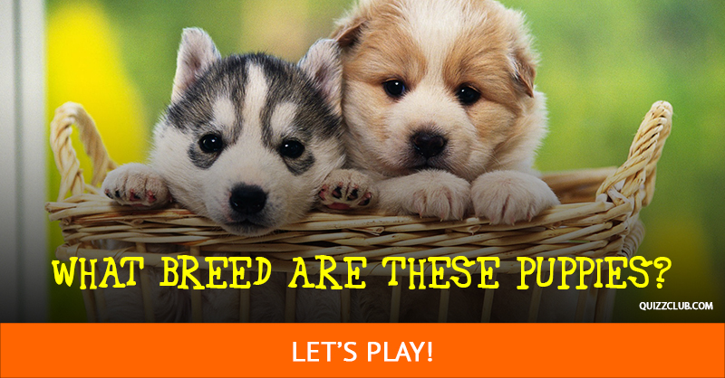 animals Quiz Test: Can You Tell What Breed These Puppies Will Grow Up To Be?