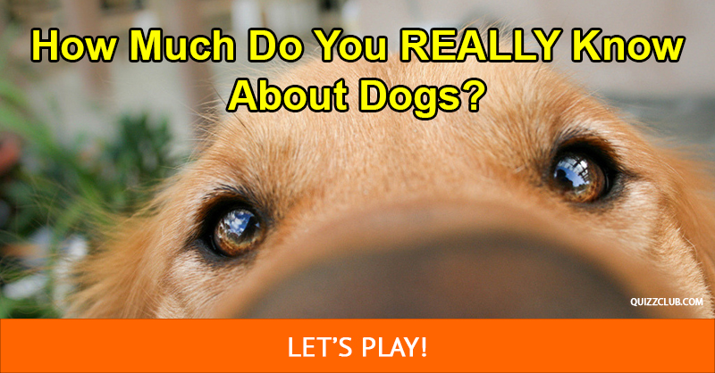 animals Quiz Test: How Much Do You REALLY Know About Dogs?