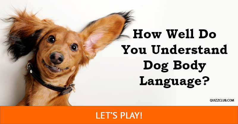 animals Quiz Test: How Well Do You Understand Dog Body Language?