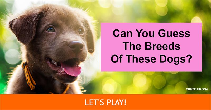 animals Quiz Test: Can You Guess The Breeds Of These Dogs?