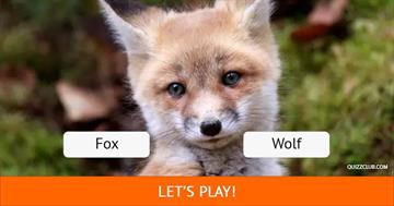 animals Quiz Test: Can You Name 33 Of The World's Cutest Animals?