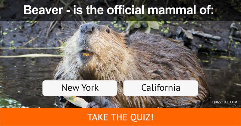 Geography Quiz Test: You're Definitely American If You Know The Official Mammals Of These 12 U.S. States