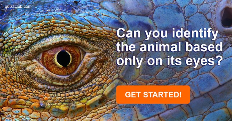 animals Quiz Test: Can You Identify The Animal Based Only On Its Eyes?