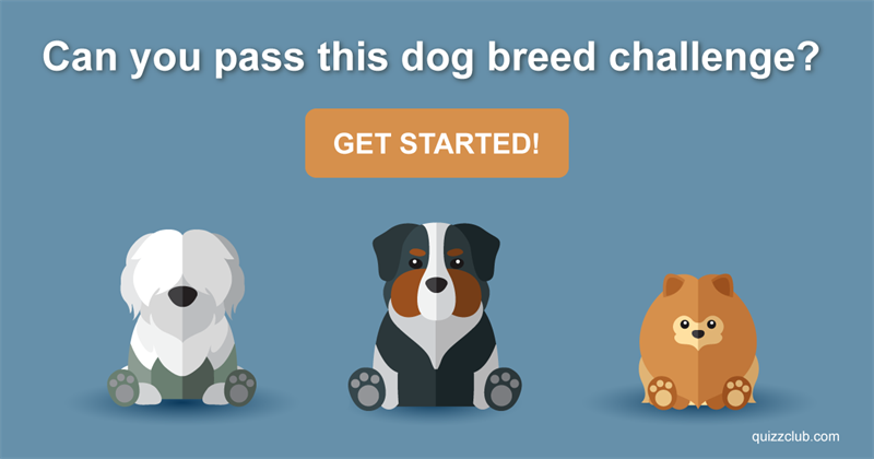 animals Quiz Test: Can You Pass This Dog Breed Challenge?