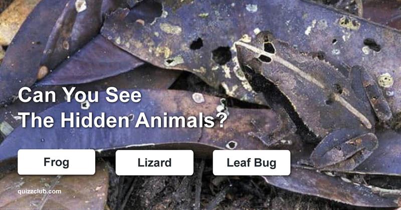 animals Quiz Test: Can You See The Hidden Animals?