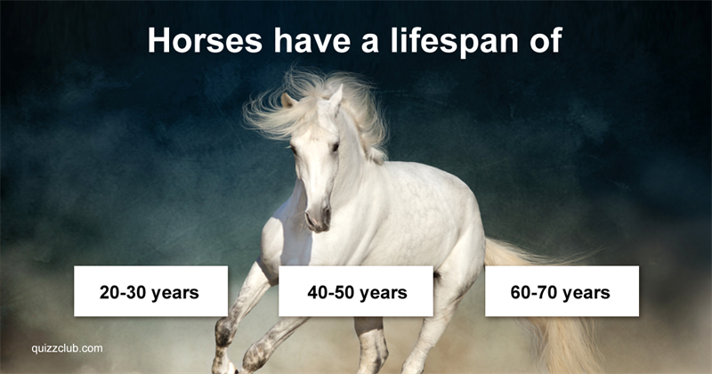 animals Quiz Test: How Much Do You REALLY Know About Horses?