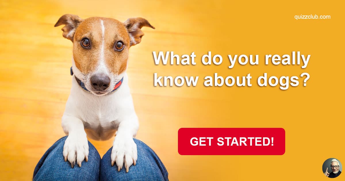 What Do You Really Know About Dogs? Trivia Quiz