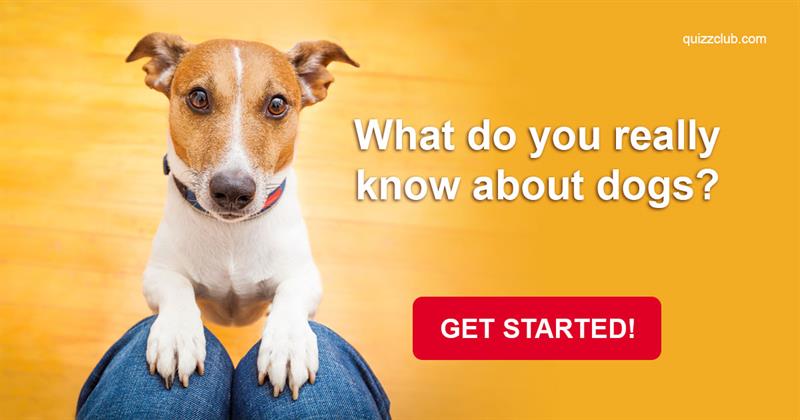 animals Quiz Test: What Do You Really Know About Dogs?