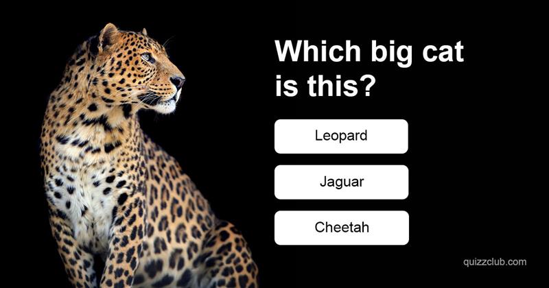 animals Quiz Test: Which Animals Can You Recognise?