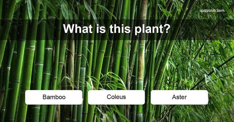 Nature Quiz Test: Can You Name These 25 Plants Every Adult Should Know?